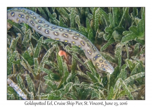 Goldspotted Eel