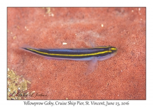 Yellowprow Goby