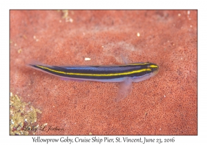 Yellowprow Goby