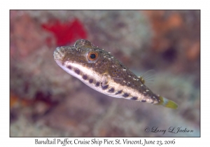 Bandtail Puffer