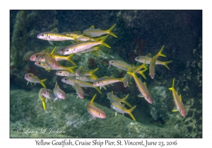 Yellow Goatfish