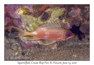 Squirrelfish