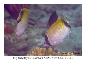 Reef Butterflyfish