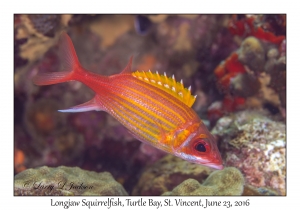 Longjaw Squirrelfish