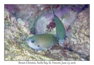 Brown Chromis