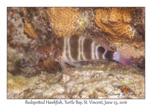 Redspotted Hawkfish