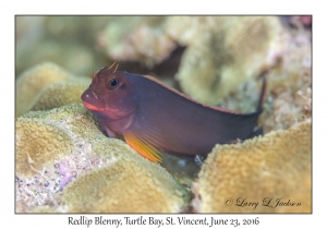 Redlip Blenny