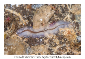 Freckled Flatworm