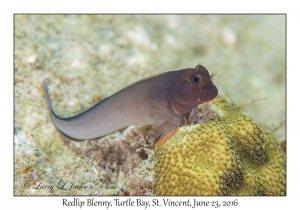 Redlip Blenny