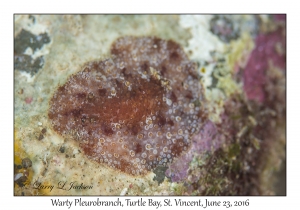 Warty Pleurobranch