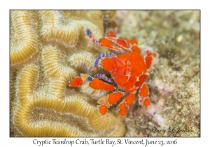 Cryptic Teardrop Crab