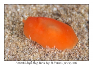 Apricot Sidegill Slug