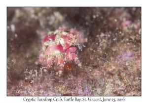 Cryptic Teardrop Crab