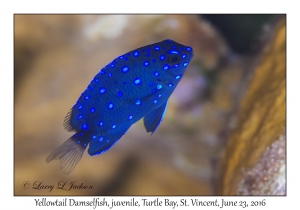 Yellowtail Damselfish, juvenile