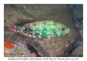 Redband Parrotfish, initial phase