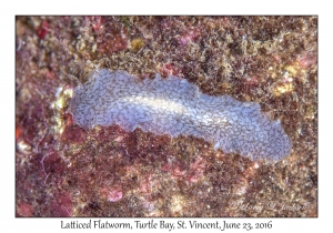 Latticed Flatworm