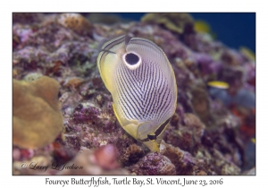 Foureye Butterflyfish