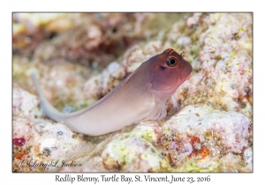 Redlip Blenny