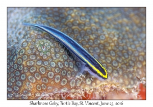 Sharknose Goby