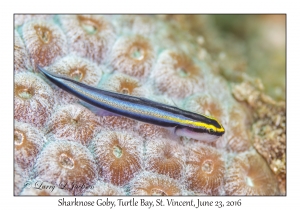 Sharknose Goby