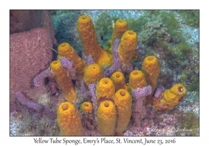 Yellow Tube Sponge