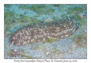 Furry Sea Cucumber