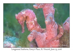 Longsnout Seahorse