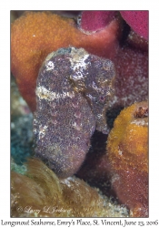 Longsnout Seahorse