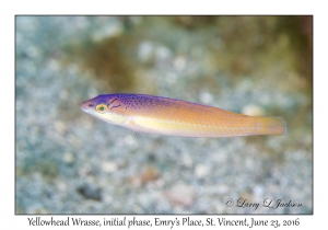 Yellowhead Wrasse, initial phase