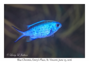 Blue Chromis