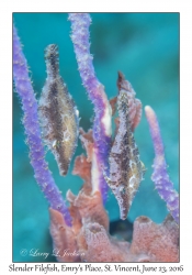 Slender Filefish, juveniles