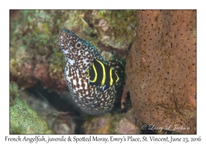 French Angelfish, juvenile