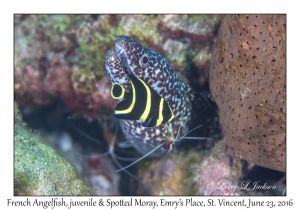 French Angelfish, juvenile