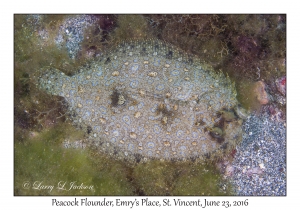Peacock Flounder