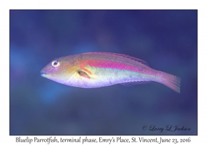 Bluelip Parrotfish, terminal phase