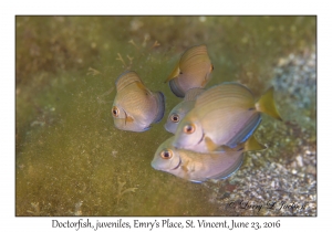 Doctorfish, juveniles