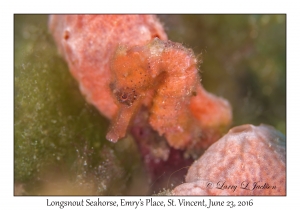 Longsnout Seahorse