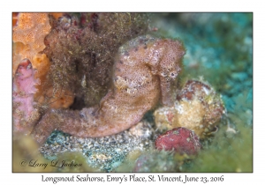 Longsnout Seahorse