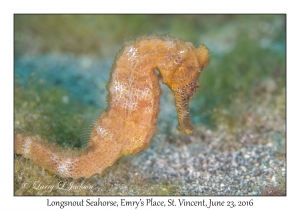 Longsnout Seahorse