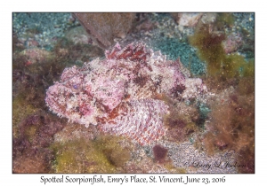 Spotted Scorpionfish