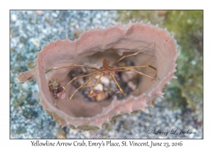 Yellowline Arrow Crab