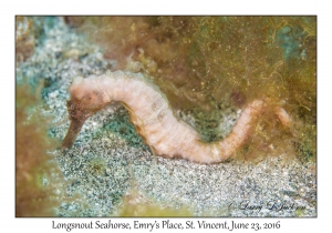 Longsnout Seahorse