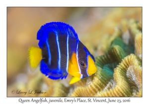 Queen Angelfish, juvenile