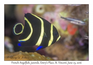 French Angelfish, juvenile