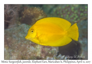 Mimic Surgeonfish