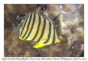 Eight-banded Butterflyfish