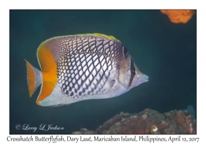 Crosshatch Butterflyfish