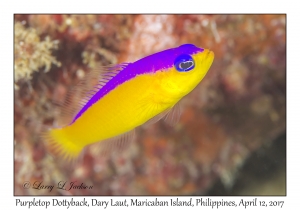 Purpletop Dottyback