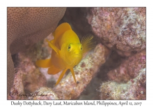 Dusky Dottyback