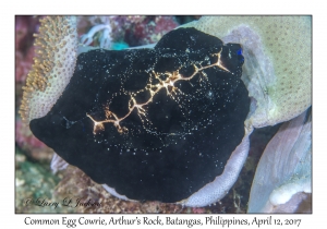 Common Egg Cowry